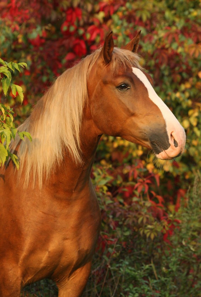 Breezy Meadows Equine Sanctuary